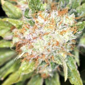 AUTO BLACK OPIUM AUTO BLACK OPIUM