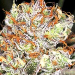 AUTO BLACK OPIUM5 AUTO BLACK OPIUM5