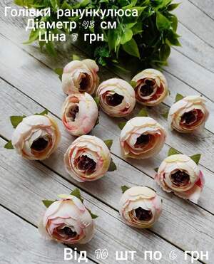 Голівки ранункулюса Голівки ранункулюса