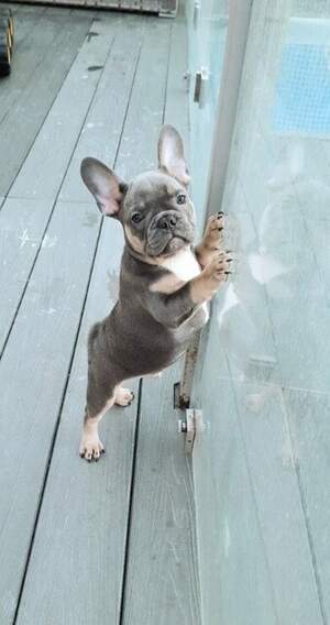 щенки Французские Бульдоги щенки Французские Бульдоги