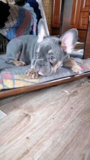 Щенки Французский Бульдог Щенки Французский Бульдог